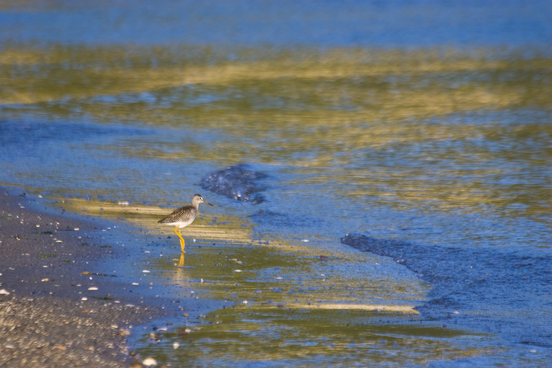 Lesser Yellowlegs In Surf